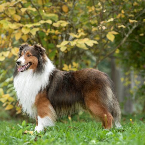 Shetland Sheep Dog 3