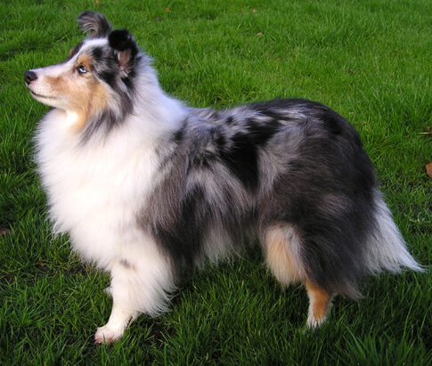 ShetlandShpdogBlue2_wb